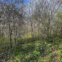 TR 202 - 14 acres - Perry County images 5