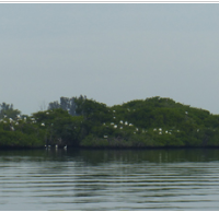 Caloosahatchee NWR, 40 acres deer hunting land in  Lee, FL images 3