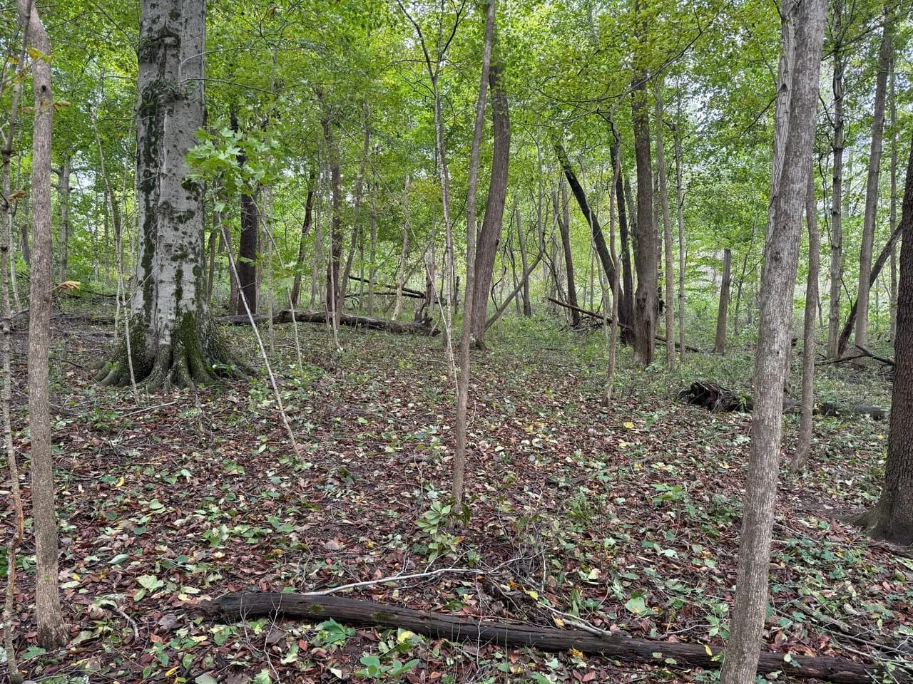 LAND FOR SALE 16.5 WOODS BUILDING SITE HAGERSTOWN INDIANA HENRY