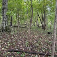 LAND FOR SALE - 16.5 WOODS BUILDING SITE - HAGERSTOWN INDIANA - HENRY COUNTY images 4