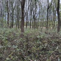 LAND FOR SALE - 16.5 WOODS BUILDING SITE - HAGERSTOWN INDIANA - HENRY COUNTY images 5