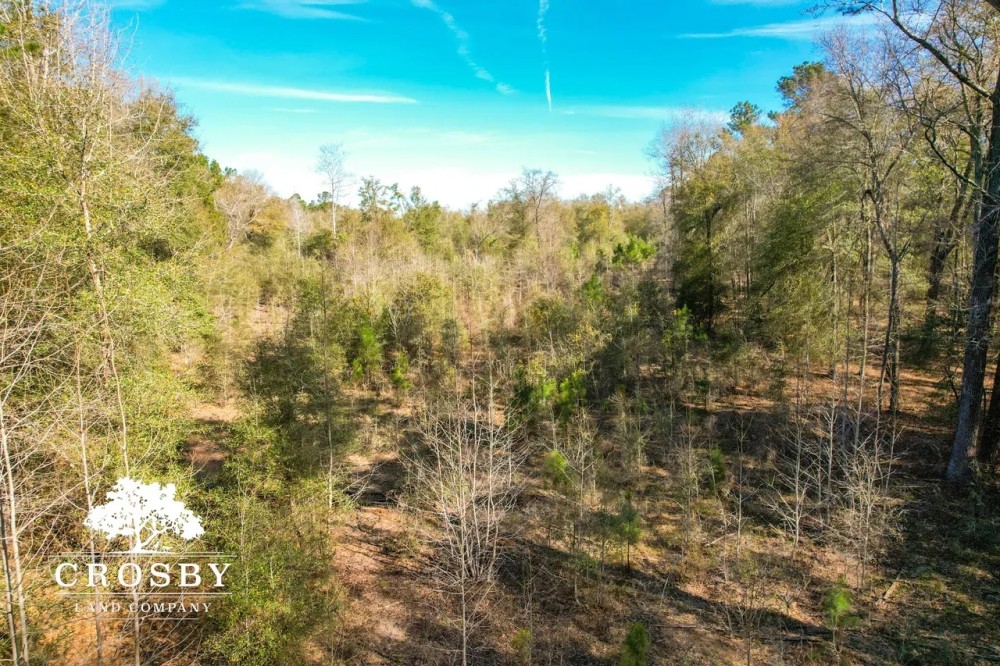 Clarke Place Road Tract Hunting Land For Sale HuntingLocator clarke-place-road-tract-hunting-land-for-sale-huntinglocator