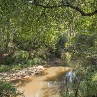 137 Acres for Sale with Comite River Frontage