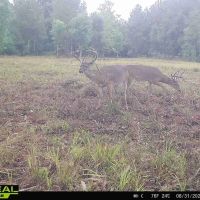 137 Acres for Sale with Comite River Frontage images 2
