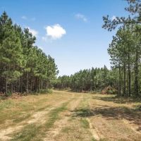 137 Acres for Sale with Comite River Frontage images 3