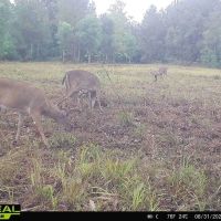 137 Acres for Sale with Comite River Frontage images 4