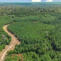 137 Acres for Sale with Comite River Frontage images 5
