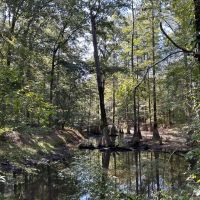 ONE Equity SHARE at Jack Slough Hunting Club in Montgomery and Choctaw Counties MS images 3