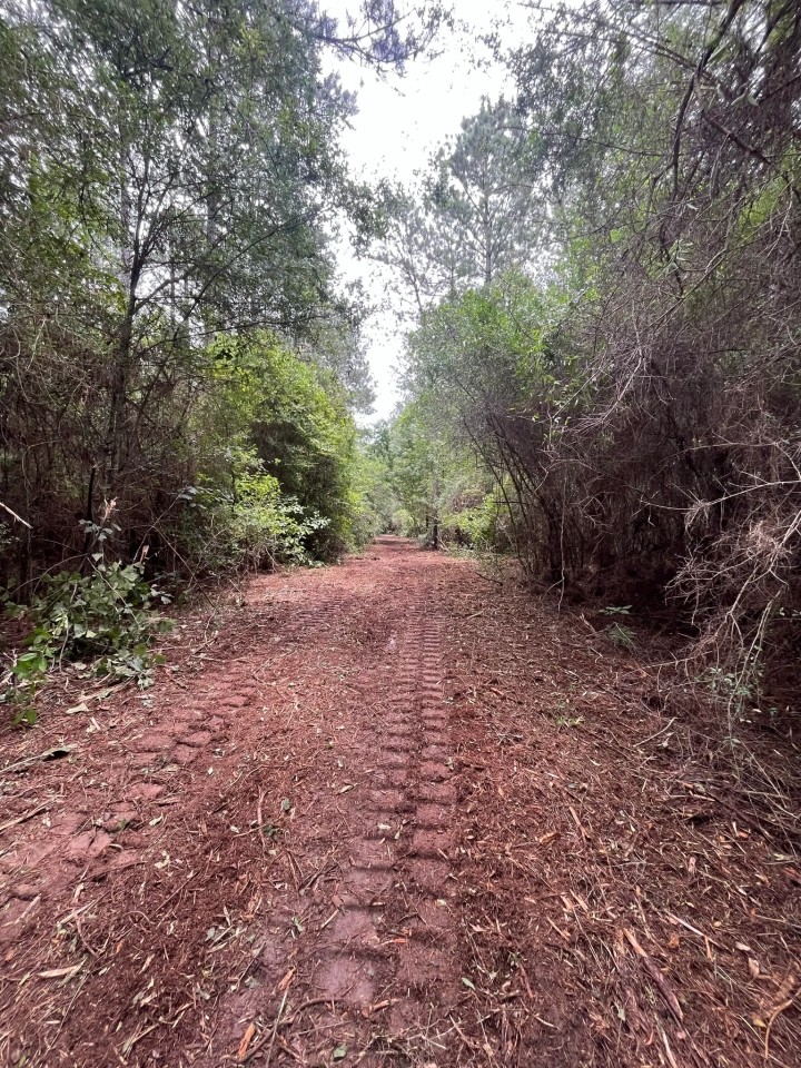 32.62 Acres Pike County MS featured image