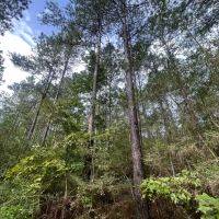 32.62 Acres Pike County MS images 2