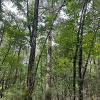 32.62 Acres Pike County MS images 3