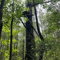 32.62 Acres Pike County MS images 4