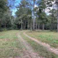 Turn Key 85 Acres in Sandy Hook MS images 5
