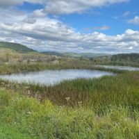 100 acres House with Hunting Land and Pond in Cuba NY 9959 W. Cuba Road