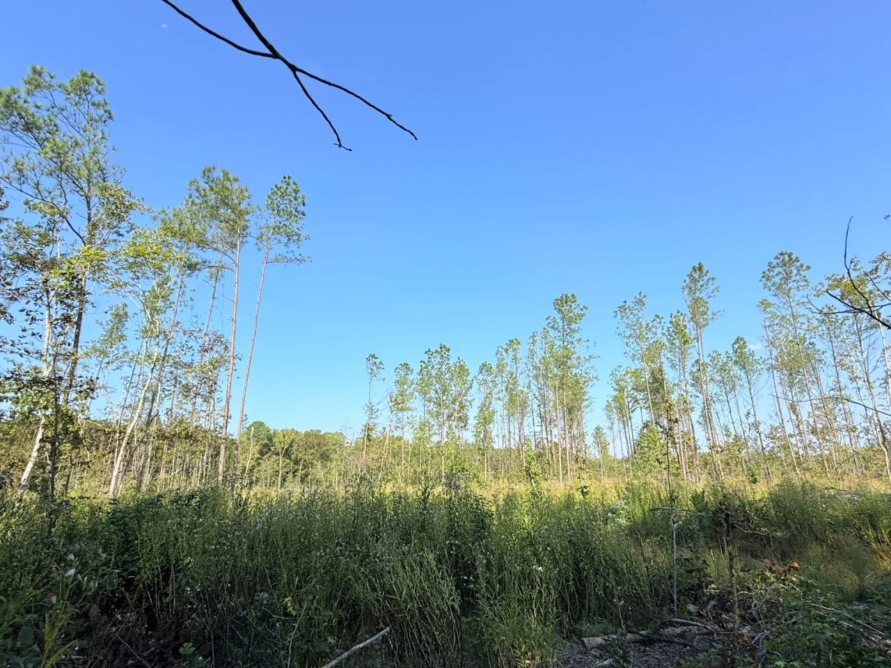 60 Acres in ster County MS Hunting Land for Sale HuntingLocator