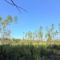 60 Acres in Webster County MS images 2