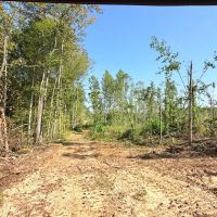 60 Acres in Webster County MS images 3