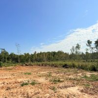 60 Acres in Webster County MS images 4