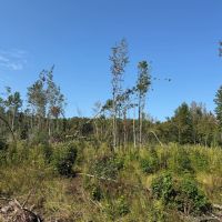 60 Acres in Webster County MS images 5
