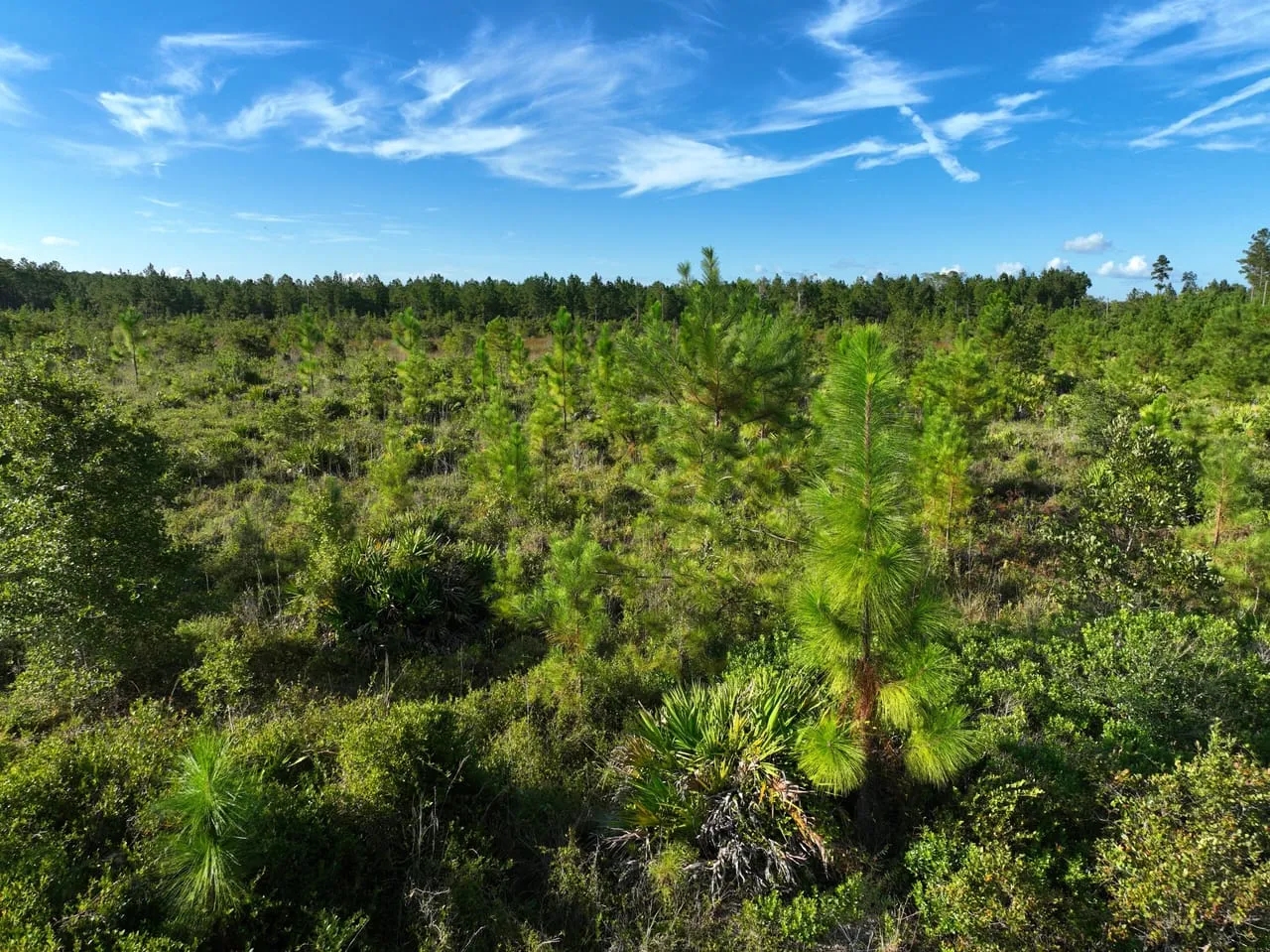 24.56 Ac for Sale with Pole Barn in Camden County GA Hunting Land