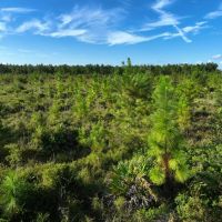 24.56 - Ac for Sale with Pole Barn in Camden County GA images 4
