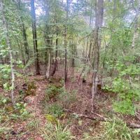 6.41 acres on Cub Brown Rd Monticello MS images 3