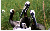 392-acre Egmont Key NWR birds hunting land in Tampa Bay, FL