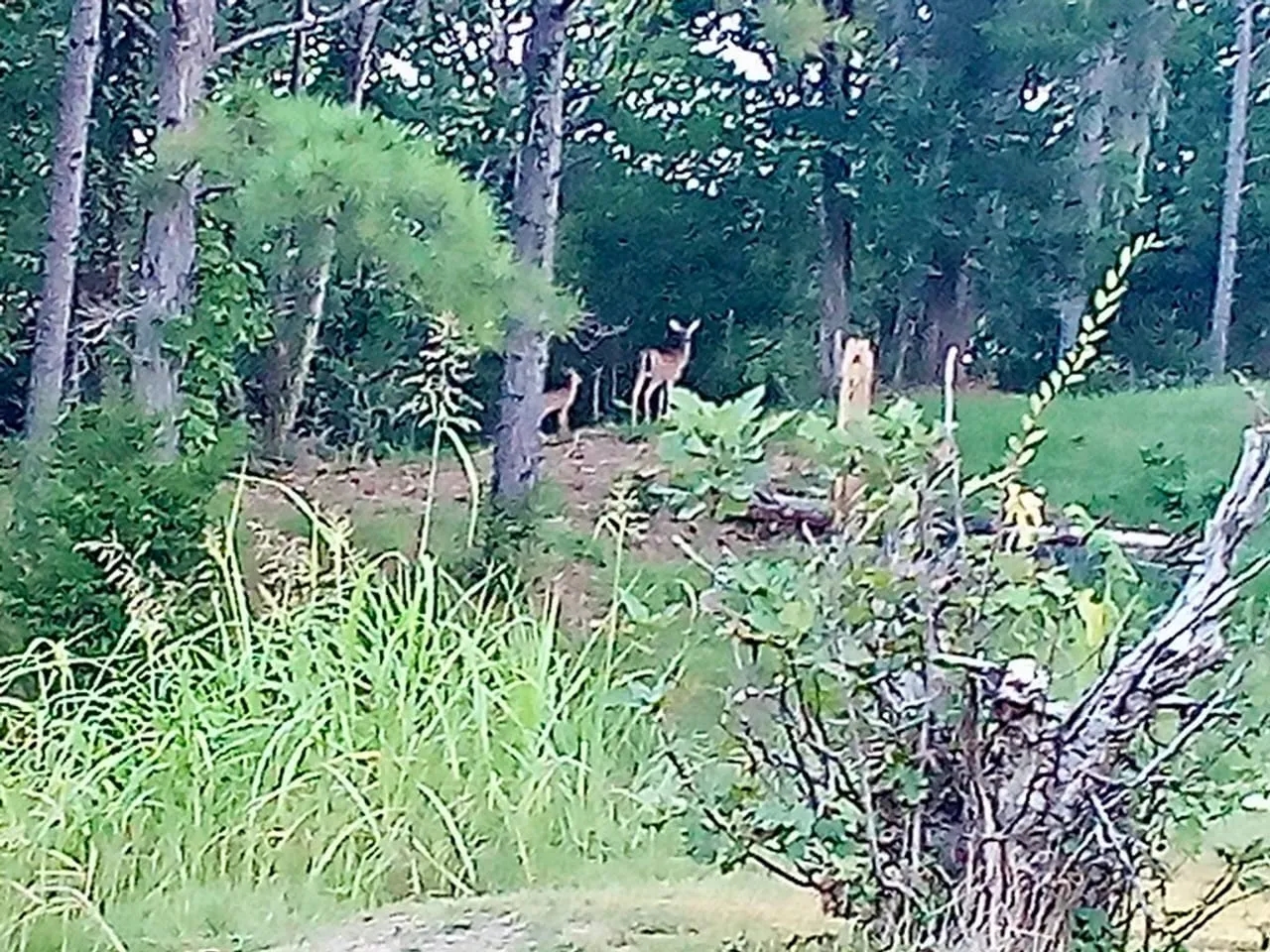 30 acres fine woods and home Hunting Land for Sale HuntingLocator