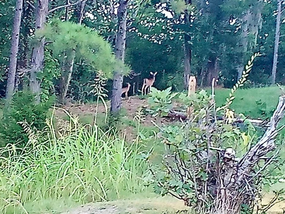30 acres fine woods and home featured image