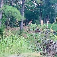 30 acres fine woods and home