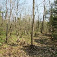 60 Acre Recreational Parcel 50157048 images 5