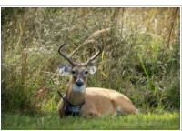 26,400 acres big Florida Panther NWR deer hunting land in Collier, FL