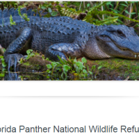 26,400 acres big Florida Panther NWR deer hunting land in Collier, FL images 2