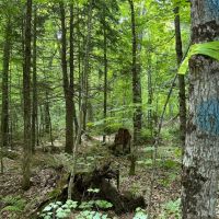 40 Acre Remote Recreational 50156767 images 2