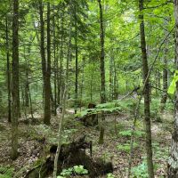 40 Acre Remote Recreational 50156767 images 3
