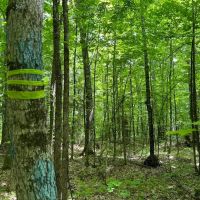 40 Acre Remote Recreational 50156767 images 4