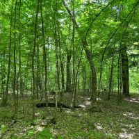 40 Acre Remote Recreational 50156767 images 5