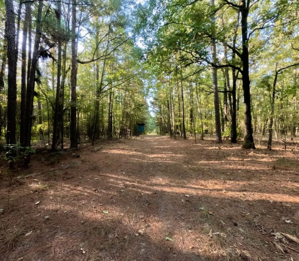 The Plain Dealing Getaway Hunting Land for Sale