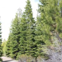 Tower Spring Acres images 5