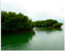 Great White Heron NWR 2,000 acres deer & hunting land in Backcountry, FL images 3