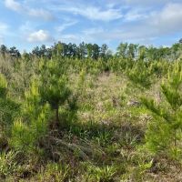 Jackson Parish Timber Tract 8 images 3