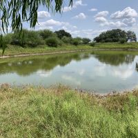 Pond