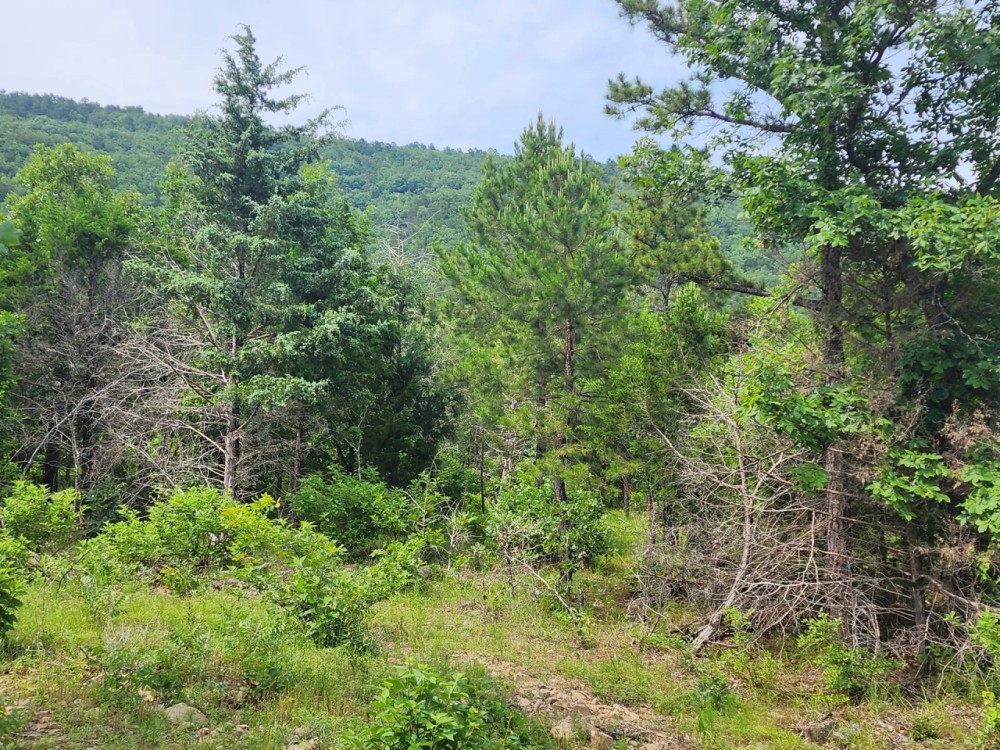 14.6 acrs Buffalo Mtn Woods featured image