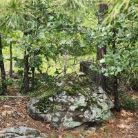 14.6 acrs Buffalo Mtn Woods images 3