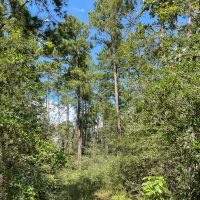 205 Acres Highway 59 images 2