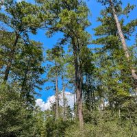 205 Acres Highway 59 images 3