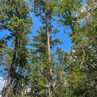 205 Acres Highway 59 images 4