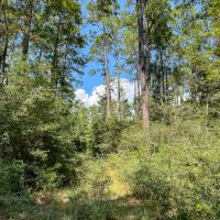 205 Acres Highway 59 images 5
