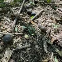 285 Acres in Hancock County in Picayune MS images 3