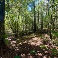 285 Acres in Hancock County in Picayune MS images 4